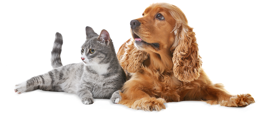 Happy Pet